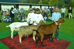 Die Vorstellung der Siegertiere im Schöneuter-Wettbewerb bei den Rassen der Gemsfarbigen Gebirgsziegen, der Toggenburger- und den Saanenziegen. (Bild: Paul Küchler (Oberdorf, 7. Oktober 2018))