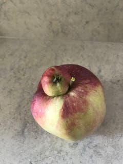 Ein (zwei) Apfel aus unserem Garten. (Bild: Walter Holderegger)