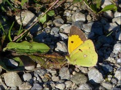 Ein gelungener Schnappschuss! Der Hufeisenklee-Gelbling zeigte mir die sonst nie sichtbare Oberseite vom vorderen rechten Flügel. Bild: Josef Lustenberger (Wolhusen, 5. Oktober 2018))