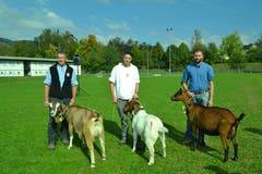 Die Vorstellung der Siegertiere bei der Missenwahl der Rassen der Toggenburger- und der Burenziegen sowie der Gemsfarbigen Gebirgsziegen. (Bild: Paul Küchler (Oberdorf, 7. Oktober 2018))