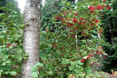 Herbstlicher Farbtupfer im Bogetenwald. (Bild: Josef Habermacher (Rickenbach, 8. Oktober 2018))