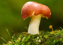 Erfolgreiche Pilzsession im Wald. Bild gestackt aus 15 Bildern. Bild: Seppi Brunner (Udligenswil, 6. Oktober 2018))