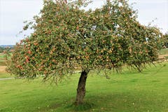 Allgemein ertragreicher Herbst 2018, auch beim Obst. (Bild: Josef Habermacher (Rickenbach, 8. Oktober 2018))