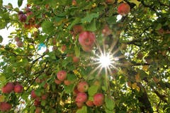 Voll behangener Apfelbaum in diesem Traum-Herbst. (Bild: Edith Tanner (St. Erhard, 9. Oktober 2018))
