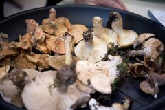 6 der 30 Kilogramm geprüften Pilze landen im Abfall. (Bild: Pius Amrein, Luzern, 8. Oktober 2018)