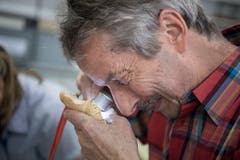 Die genauen Strukturen des Pilzes werden betrachtet, um die Pilzart zu bestimmen. (Bild: Pius Amrein, Luzern, 8. Oktober 2018)