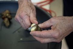 Um die Pilze einzuordnen, bleibt manchmal nur der Aufschnitt des Pilzes übrig. Réne Zopp scheut sich auch nicht davor, gleich ein Stück davon zu probieren. (Bild: Pius Amrein, Luzern, 8. Oktober 2018)