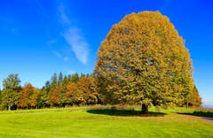 Welch eine Augenweide - diese Baum-Farbenpracht, fotografiert am 1. November im Süd-West-Zipfel der Gemeinde Emmen, bei Ober Wolfisbühl. (Bild: Heinz Schürmann)