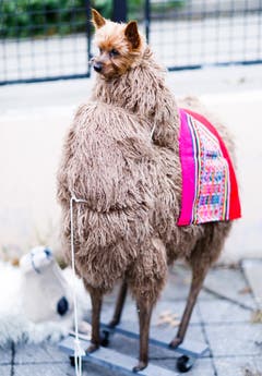 Auch das noch: Ein Hundebesitzer hat seinen Vierbeiner für die Hunde-Halloween-Parade im New Yorker East River Park in ein Lama-Kostüm gesteckt. Na ja. (Bild: Justin Lane/EPA (New York, 28. Oktober 2018))