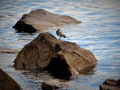 Warum sollte sich eine "Bach"-stelze nicht auch an einem See "vögeli-wohl" fühlen ? Fotografiert in Meggen. (Bild: Margrith Imhof-Röthlin, 1. November 2018)