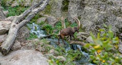 Schnappschuss aus den Bündner Bergen? Tierpark Goldau! (Bild: Stefan Kunz (Arth Goldau, 4. November 2018))