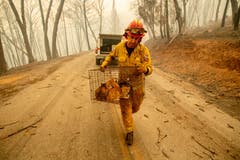 Feuerwehrmann Steve Millosovich bringt Katzen vor dem Feuer in Big Bend in Sicherheit. Der Käfig war offenbar von einem Pick-Up gefallen. (Noah Berger/AP (Big Bend, 9. November 2018))