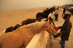Besitzer füttern ihre Pferde in der Evakuierungszone am Zuma Beach in Malibu. (Bild: Reed Saxon/AP (Malibu, 9. November))