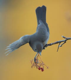 Amsel im Vogelbeerstrauch . (Bild: Hans Aeschlimann)