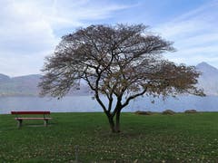 Tolle Herbststimmung mit dem Ruhebänkli und dem wunderbaren Baum am Seebecken von Buochs. (Bild: Urs Gutfleisch (10. November 2018))