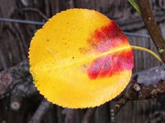 Herbstfarben auf Birnenblatt. (Bild: Toni Sieber)