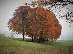 Unten grau und oben auf dem Golfplatz Dietschiberg so wunderschön bunt – es ist besonders beruhigend weil in dieser Zeit normalerweise kein Golfball «meh chunt»! (Bild Margrith Imhof-Röthlin (Luzern, 10. November 2018))