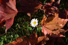 Der Frühling meldet sich im Herbst...(Bild: Josef Schönauer)