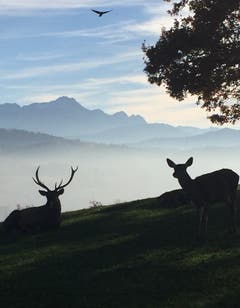 Wildtiere im Peter und Paul in Rotmonten. (Bild: Pia Siegrist)