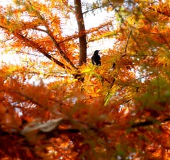 Selbst die Amsel staunt über diese Farbenpracht. (Bild: Walter Buholzer (Luzern, 11. November 2018))