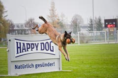 Weinfelden TG , 10.11.2018 / Schweizer Hundemeisterschaften in Weinfelden