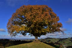 Herbstliches Napfbergland im Luzerner Hinterland. (Bild: Alfred Herzog (Hergiswil am Napf, 11. November 2018))