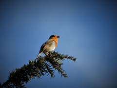 Dieser herrliche Gesang von diesem munteren Rotkehlchen rief förmlich nach einem Schnappschuss. (Bild: Margrith Imhof-Röthlin (Meggen, 11. November 2018))