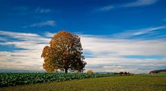 Lindenbaum oberhalb von Bäch auf dem Blosenberg. (Bild: Marianne Schmid (Gunzwil, 11. November 2018))