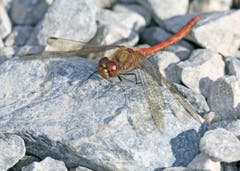 Steine geben der Heidelibelle im Spätherbst noch willkommene Wärme ab. (Bild: Bruno Schuler (Stans, 11. November 2018))
