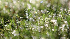 Waldboden mit Wassertropfen. (Irene Wanner (Ebersecken, 11. November 2018))