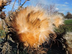 Eine herbstliche Distel beim Rohrspitz (Bild: Robert Jehlen)