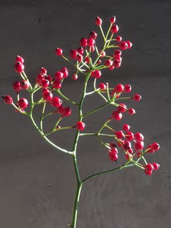 Kleine Hagebutten der Heckenrose (Bild: Toni Sieber)