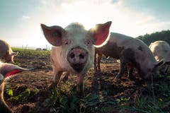 Glückliche Freilandschweine in Kalchrain (Bild: Pascal Debrunner)