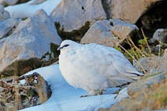 Ein Alpenschneehuhn im Winterkleid. (Bild: Marianne Schmid (Schrattenfluh, 12. November 2018))
