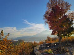 Herbstspaziergang rund ums Kurhaus Sonnmatt. (Bild: Regula Aeppli (Luzern, 11. November 2018))