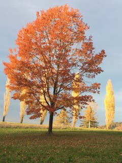 Herbstliches Farbenspiel in Scherzingen (Bild: Bruno Gresser)
