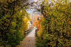 Durch einen Blättertunnel erreicht man den Steg, der zur Klosterinsel Werd führt (Bild: Fritz Sigg)