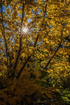 Herbstgold in Rotmonten (Bild: Franziska Hörler)