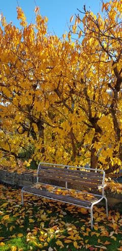Herbstliches Laub besetzt die Sitzbank. (Bild: Josef Schönauer)