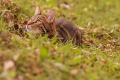 Warten auf die Maus... (Bild Franziska Hörler)