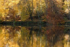 Goldiger November am Steinhauser Waldweiher. (Bild: Cris Wouters (Steinhausen, 11. November 2018))