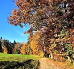Der Herbst in seiner Pracht (Bild: Liliane Germann)