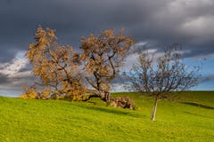 Lutzenland Herisau: Der grosse Baum hat dem Sturm nachgegeben, der Kleine hielt stand. (Bild: Luciano Pau)