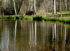 Spiegelung im Hudelmoos (Bild: Hans Adelmann)