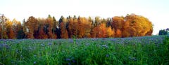 Wald bei Lengwil im Herbstgewand. (Bild: Thomas Ammann)