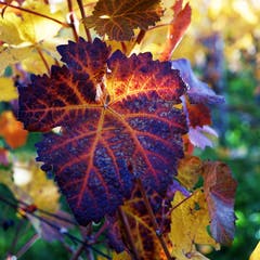 Weinblatt im Götighofer Rebberg. (Bild: Thomas Ammann)