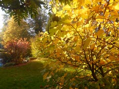 Herbstlicher Feigenbaum in Garten (Bild: Robert Jehlen)