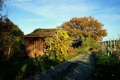 Herbststimmung in den Götighofer Reben. (Bild: Thomas Ammann)