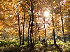 Goldener Herbst. (Bild: Amphai Sommer (Sempach, 12. November 2018))