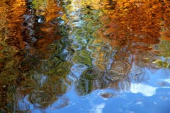 Der goldene Herbst spiegelt sich im Arboner Weiher. (Bild: Georg Rottmeier)
